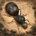 荒野蚂蚁模拟 v1.0